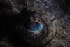 Detail of the eye of a large crocodilefish. Poster Print by Ethan Daniels/Stocktrek Images - Item # VARPSTETH401656U