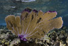 A beautiful sea fan along the edge of Turneffe Atoll in the Caribbean Sea. Poster Print by Ethan Daniels/Stocktrek Image - Item # VARPSTETH401668U