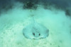 A large roughtail stingray lays on the seagrass-covered seafloor of Turneffe Atoll. Poster Print by Ethan Daniels/Stockt - Item # VARPSTETH401673U