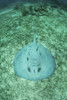 A large roughtail stingray lays on the seagrass-covered seafloor of Turneffe Atoll. Poster Print by Ethan Daniels/Stockt - Item # VARPSTETH401676U