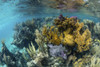 A colorful coral reef full of gorgonians, grows along the edge of Turneffe Atoll. Poster Print by Ethan Daniels/Stocktre - Item # VARPSTETH401684U