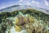 A split level view of a coral reef along the edge of Turneffe Atoll. Poster Print by Ethan Daniels/Stocktrek Images (17 - Item # VARPSTETH401690U