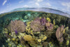 A split level view of a coral reef along the edge of Turneffe Atoll. Poster Print by Ethan Daniels/Stocktrek Images (17 - Item # VARPSTETH401692U