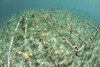 Staghorn coral fragments being grown in the Caribbean Sea. Poster Print by Ethan Daniels/Stocktrek Images - Item # VARPSTETH401699U