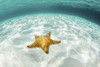A West Indian starfish crawls over a sandy seafloor in Turneffe Atoll. Poster Print by Ethan Daniels/Stocktrek Images (1 - Item # VARPSTETH401710U