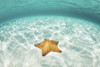 A West Indian starfish crawls over a sandy seafloor in Turneffe Atoll. Poster Print by Ethan Daniels/Stocktrek Images (1 - Item # VARPSTETH401712U