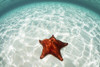 A West Indian starfish crawls over a sandy seafloor in Turneffe Atoll. Poster Print by Ethan Daniels/Stocktrek Images (1 - Item # VARPSTETH401716U