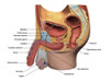 Male reproductive system with labels. Poster Print by Hank Grebe/Stocktrek Images - Item # VARPSTHAG700003H