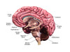 Human brain, sagittal section with labels. Poster Print by Hank Grebe/Stocktrek Images - Item # VARPSTHAG700022H