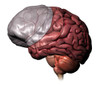 Brain meninges layers. Poster Print by Hank Grebe/Stocktrek Images - Item # VARPSTHAG700024H