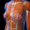 Female chest and breast anatomy. Poster Print by Hank Grebe/Stocktrek Images - Item # VARPSTHAG700031H