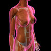 Female chest and abdomen muslces, pink x-ray view. Poster Print by Hank Grebe/Stocktrek Images - Item # VARPSTHAG700039H