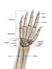 Bones of the human hand with labels. Poster Print by Hank Grebe/Stocktrek Images - Item # VARPSTHAG700041H
