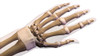 Bones of the human hand with labels. Poster Print by Hank Grebe/Stocktrek Images - Item # VARPSTHAG700042H