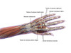 Anatomy of human hand with labels, dorsal view. Poster Print by Hank Grebe/Stocktrek Images - Item # VARPSTHAG700043H