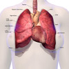 Female heart and lungs. Poster Print by Hank Grebe/Stocktrek Images - Item # VARPSTHAG700046H