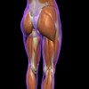 Lateral and posterior view of female hip and leg muscles. Poster Print by Hank Grebe/Stocktrek Images - Item # VARPSTHAG700057H Lateral and posterior view of female hip and leg muscles. Poster Print by Hank Grebe/Stocktrek Images - Item # VARPSTHAG700057H