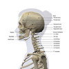 Lateral view of a woman's skull and cervical spine, labeled. Poster Print by Hank Grebe/Stocktrek Images - Item # VARPSTHAG700060H
