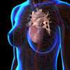 X-ray view of female chest with heart and circulatory system. Poster Print by Hank Grebe/Stocktrek Images - Item # VARPSTHAG700062H