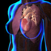 Female chest with heart and lungs, x-ray view. Poster Print by Hank Grebe/Stocktrek Images - Item # VARPSTHAG700065H