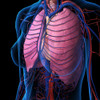 X-ray view of female chest, heart, lung, arteries and veins. Poster Print by Hank Grebe/Stocktrek Images - Item # VARPSTHAG700066H