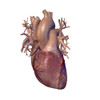Human heart with coronary arteries and veins. Poster Print by Hank Grebe/Stocktrek Images - Item # VARPSTHAG700071H