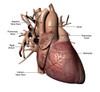 Human heart with coronary arteries, with labels. Poster Print by Hank Grebe/Stocktrek Images - Item # VARPSTHAG700073H