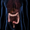 Large intestine isolated within torso. Poster Print by Hank Grebe/Stocktrek Images - Item # VARPSTHAG700081H