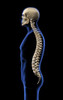 Human skull and vertebral column, side view on black background. Poster Print by Hank Grebe/Stocktrek Images - Item # VARPSTHAG700089H