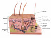 Anatomy of human skin with labels. Poster Print by Hank Grebe/Stocktrek Images - Item # VARPSTHAG700096H