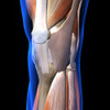 Knee muscles and ligaments, x-ray view on black background. Poster Print by Hank Grebe/Stocktrek Images - Item # VARPSTHAG700103H