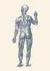 Vintage anatomy print showing a rear view of the human muscular system. Poster Print by John Parrot/Stocktrek Images (11 - Item # VARPSTJPA700024H