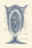 Vintage anatomy print showing a portion of the female reproductive system. Poster Print by John Parrot/Stocktrek Images - Item # VARPSTJPA700038H
