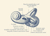 Vintage anatomy print showing a diagram of the inner ear. Poster Print by John Parrot/Stocktrek Images - Item # VARPSTJPA700048H