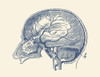 Vintage anatomy print showing a side view of the human brain. Poster Print by John Parrot/Stocktrek Images - Item # VARPSTJPA700062H