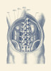 Vintage anatomy print showing a view of the kidneys and colon inside the human body. Poster Print by John Parrot/Stocktr - Item # VARPSTJPA700103H