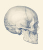 Vintage anatomy print features a side view of the human skull. Poster Print by John Parrot/Stocktrek Images - Item # VARPSTJPA700109H