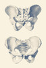 Vintage anatomy print showing a dual view of the human pelvis. Poster Print by John Parrot/Stocktrek Images - Item # VARPSTJPA700111H