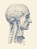 Vintage anatomy print showing a side view of the human brain and spine. Poster Print by John Parrot/Stocktrek Images (11 - Item # VARPSTJPA700116H