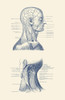 Dual view of the human head and neck, showcasing muscles and veins throughout. Poster Print by John Parrot/Stocktrek Ima - Item # VARPSTJPA700118H