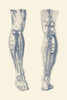 Vintage print showing a dual view of the human muscular system of the right leg. Poster Print by John Parrot/Stocktrek I - Item # VARPSTJPA700138H