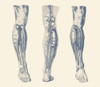 Vintage print showing three views of the human muscular system of the right leg. Poster Print by John Parrot/Stocktrek I - Item # VARPSTJPA700139H