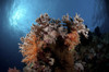 Hard and soft corals, Red Sea, Egypt. Poster Print by Morten Beier/Stocktrek Images - Item # VARPSTMBE400017U