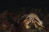 Hermit crab, Gubbemal, Sweden. Poster Print by Morten Beier/Stocktrek Images - Item # VARPSTMBE400036U