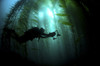 Kelp forest, Isla de Cedros, Baja California, Mexico. Poster Print by Morten Beier/Stocktrek Images (17 x - Item # VARPSTMBE400065U