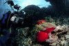 Sea anemone and diver, Red Sea, Egypt. Poster Print by Morten Beier/Stocktrek Images - Item # VARPSTMBE400080U