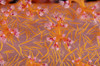 Soft coral, Bondok, Farasan Banks, Mar Mar Island north, Saudi Arabia. Poster Print by Morten Beier/Stocktrek Images (17 - Item # VARPSTMBE400096U