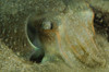 Cuttlefish close-up, Sesimbra, Portugal. Poster Print by Morten Beier/Stocktrek Images - Item # VARPSTMBE400100U