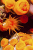 Orange sea anemones, Secca della Colombara, Ustica, Italy. Poster Print by Morten Beier/Stocktrek Images - Item # VARPSTMBE400135U