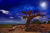 Desert Landscape Poster Print by Bruce Rolff/Stocktrek Images - Item # VARPSTRFF200028S